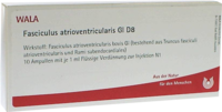 FASCICULUS atrioventricularis GL D 8 Ampullen